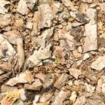 Is Russian Olive Wood Good for Woodworking Russian olive wood is excellent for woodworking due to its durability and beautiful grain patterns